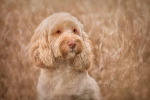 Dog Photographer Cambridge